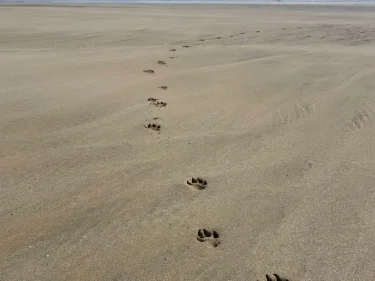 Paw prints in the sand on a quiet beach